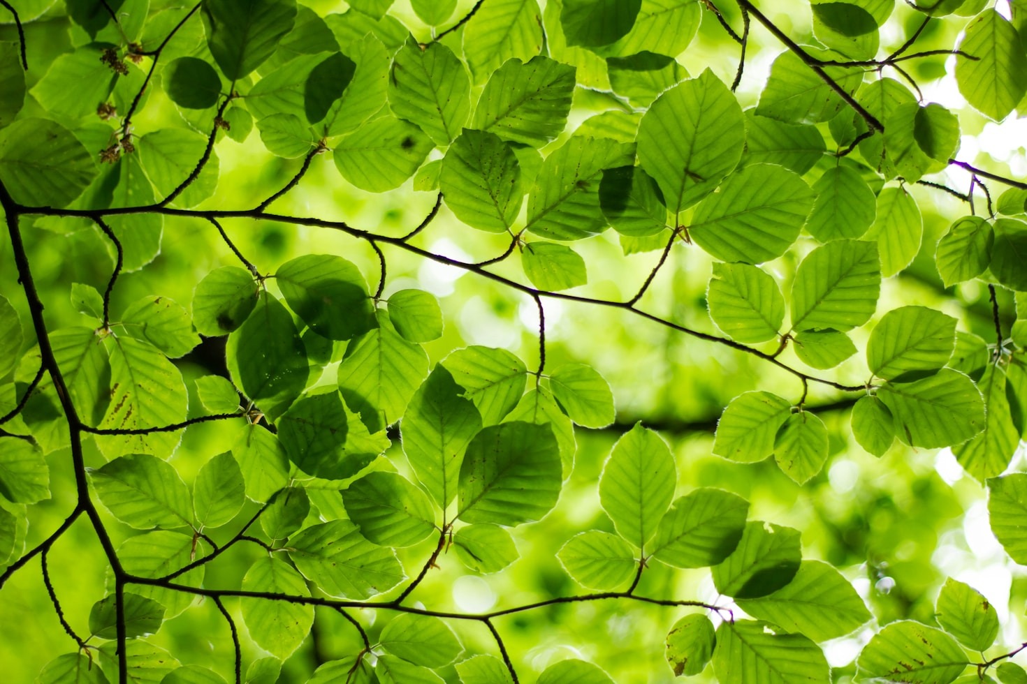 The Future Of Sustainable Development In Cities